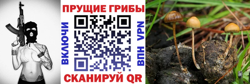 Псилоцибиновые грибы Psilocybe  наркошоп  Полярный 